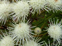 Brunia noduliflora flowerheads