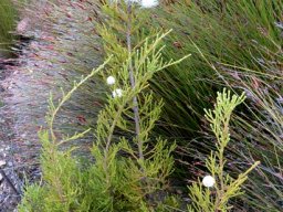 Brunia noduliflora plant
