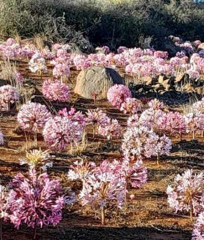 Brunsvigia bosmaniae in full force