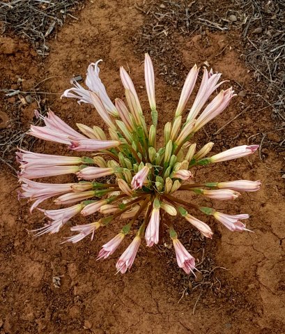 Brunsvigia bosmaniae green ovaries