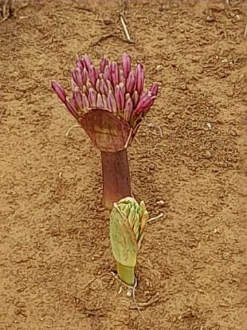 Brunsvigia bosmaniae different colours, same species