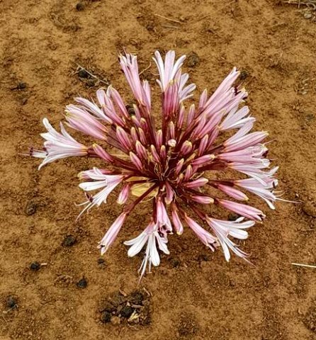 Brunsvigia bosmaniae