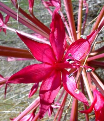 Brunsvigia radulosa tepals