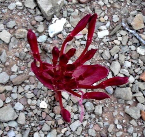 Brunsvigia striata buds