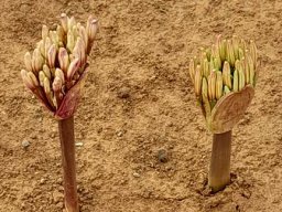 Brunsvigia bosmaniae buds