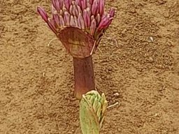 Brunsvigia bosmaniae different colours, same species
