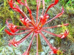 Brunsvigia orientalis, an aka plant