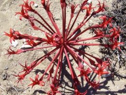 Brunsvigia orientalis on a dune at Vermont