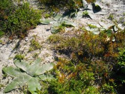 Brunsvigia orientalis leaves