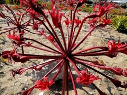Brunsvigia orientalis