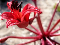 Brunsvigia orientalis flower