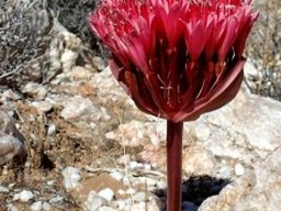 Brunsvigia pulchra
