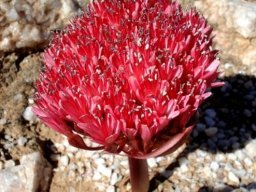 Brunsvigia pulchra, numerous florets