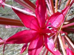 Brunsvigia radulosa tepals