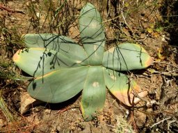 Brunsvigia striata leaves