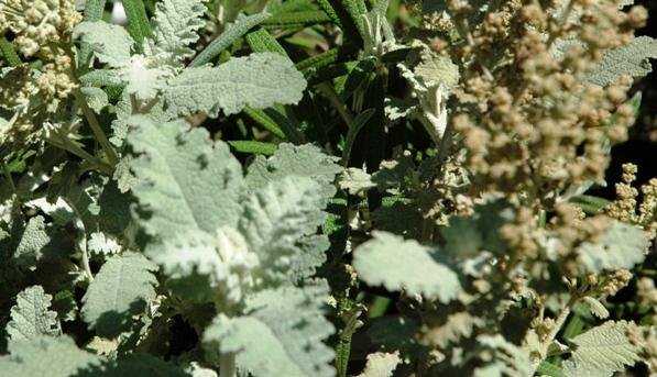 Buddleja glomerata