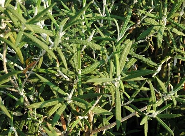 Buddleja loricata