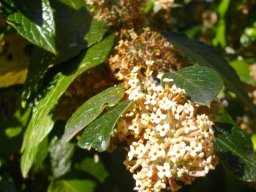 Buddleja auriculata