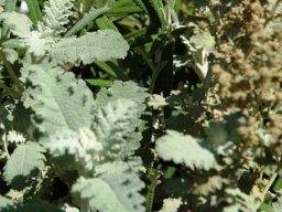 Buddleja glomerata