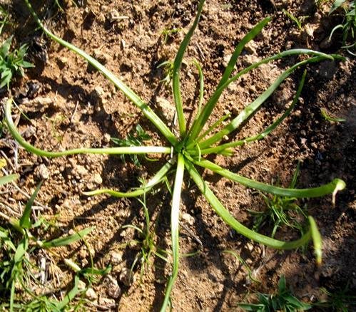 Bulbine abyssinica young plant