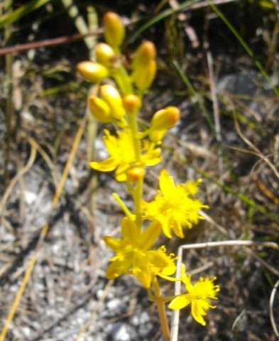 Bulbine cepacea