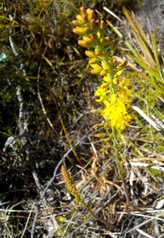 Bulbine cepacea racemes