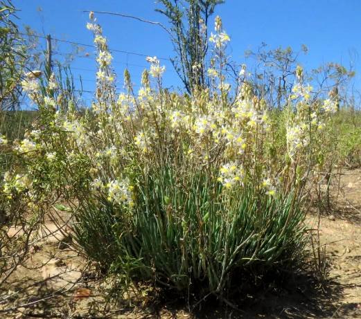 Bulbine frutescens near Oudtshoorn