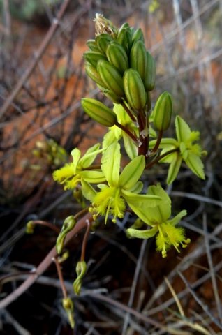Bulbine frutescens raceme
