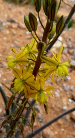 Bulbine praemorsa three distinct flowering stages