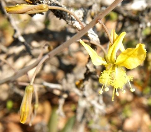 Bulbine praemorsa flowers