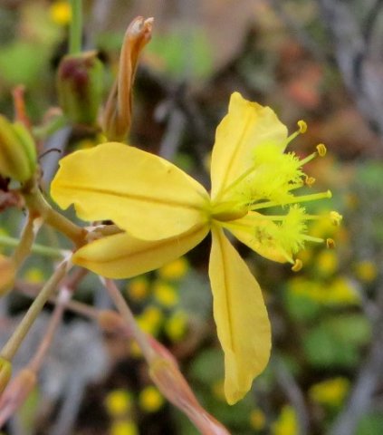 Bulbine succulenta ovary and style