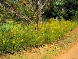 Bulbine frutescens, the useful balsam kopiva