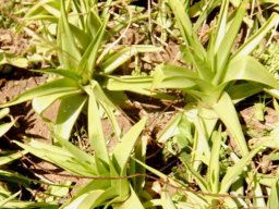 Bulbine latifolia pale leaves