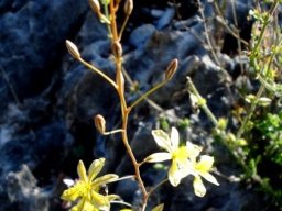 Bulbine mesembryanthemoides subsp. mesembryanthemoides