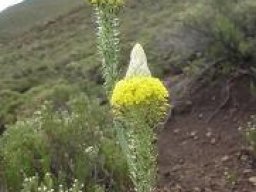 Bulbine narcissifolia flowerhead