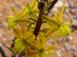 Bulbine praemorsa three distinct flowering stages