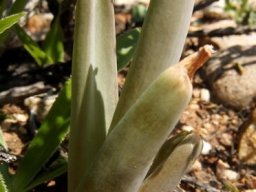 Bulbine praemorsa leaves