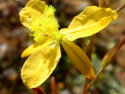 Bulbine succulenta flower