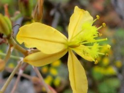 Bulbine succulenta ovary and style
