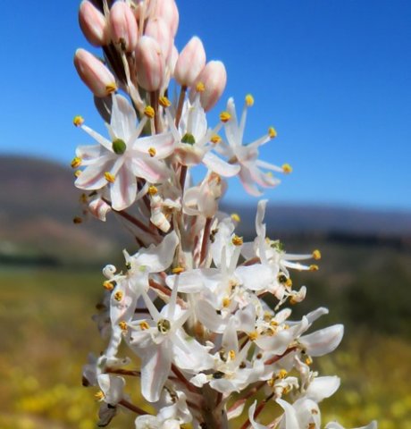 Bulbinella cauda-felis young flowers, green ovaries