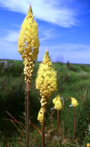 Bulbinella nutans