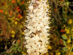 Bulbinella cauda-felis many open flowers