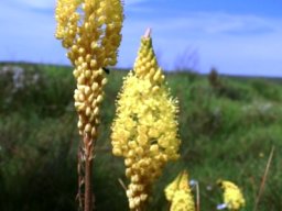 Bulbinella nutans