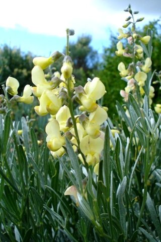 Calobota sericea