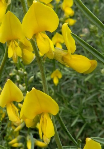 Calobota sericea flowers