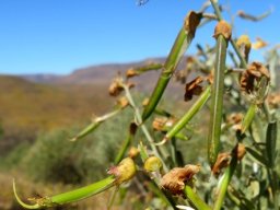 Calobota cytisoides pods getting ready