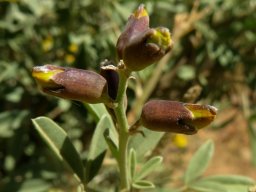 Calobota cytisoides buds