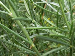 Calobota sericea leaves
