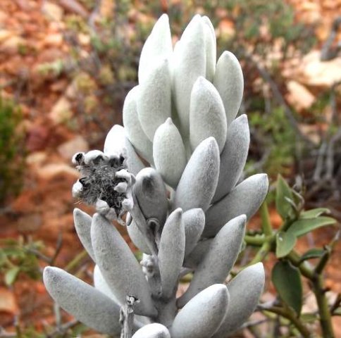Caputia tomentosa white and woolly
