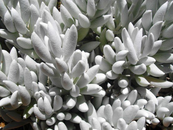 Caputia tomentosa